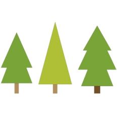 Evergreen Forest