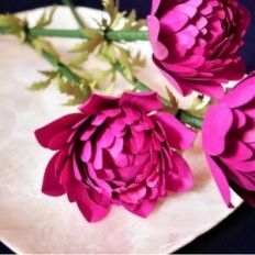 Double Anemone