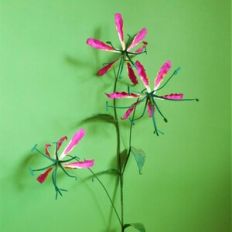 Gloriosa
