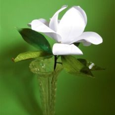 Southern Magnolia