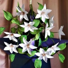 Astria Flower