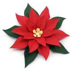 Poinsettia