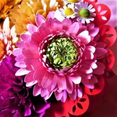 Gerbera PomPoni