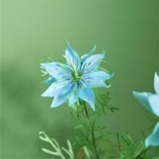 Nigella