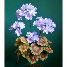 Begonia