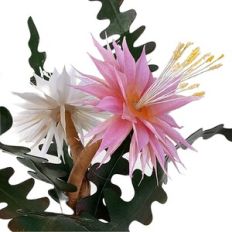 succulent plant with flower by Lucilla