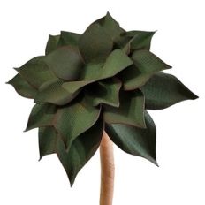 basic plant succulent