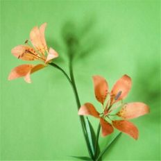 Wood Lily