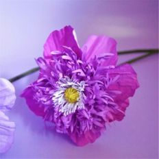 Sugar Plum Poppy