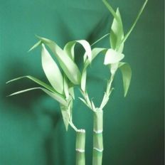 Lucky Bamboo