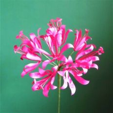 Nerine