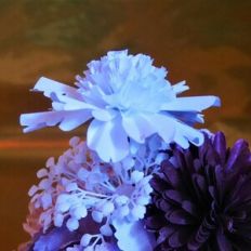 Pandora Scabiosa
