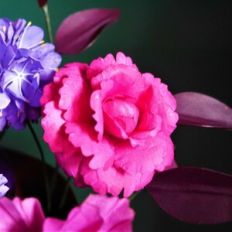 Seraphim Bloom
