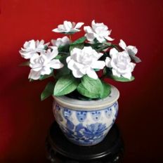 Gardenia