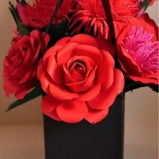 Amato Rose