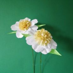 Rhea Camellia