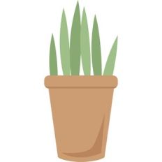 plant in pot