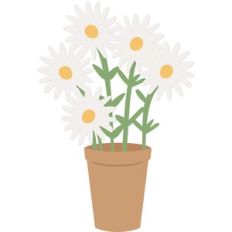 daisies in pot