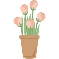 tulips in pot