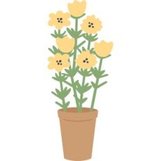 flowers in pot