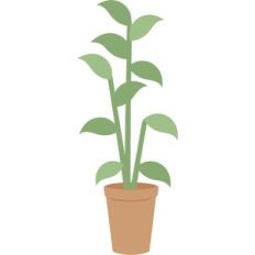 plant in pot