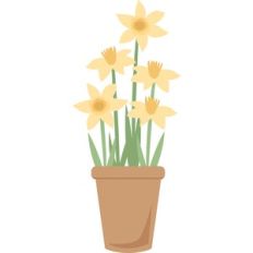 daffodils in pot