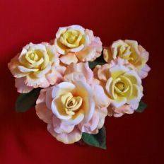 Climbing Rose