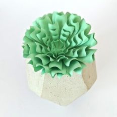 Succulent Echeveria Runyonii