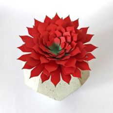 Succulent Echeveria Agavoide Romeo