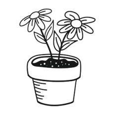 Daisies in Pot