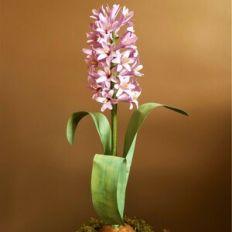 Hyacinth
