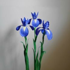 Japanese Iris