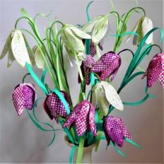 Fritillaria Meleagris