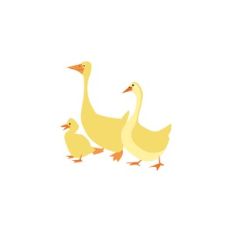 Duck Family