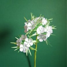 Dianthus Barbatus