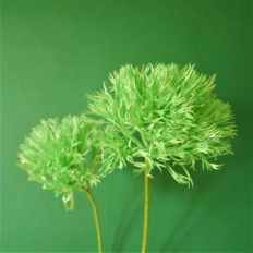 Dianthus Green Trick
