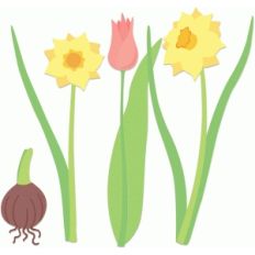 spring flowers