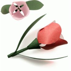 3d tulip