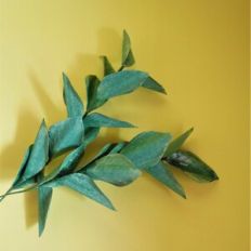 Esprit Foliage