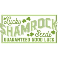 lucky shamrock seeds