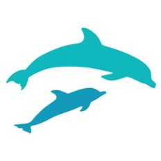 Dolphins Jumping