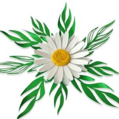 Daisy Flower 79 with Foliage