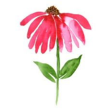Pink Watercolor Echinacea Flower