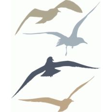 seagulls