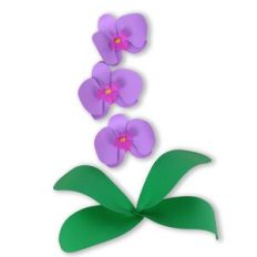 Orchid Flower 72