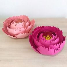 Giant Flower Peony