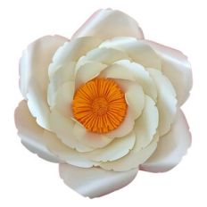Giant Rose Blooming