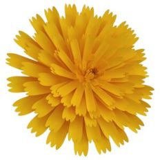 Giant Dandelion Flower