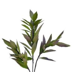 Laurel