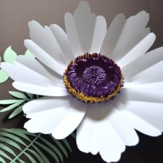 Giant White Cosmos Flower with Foliage